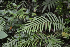 Blechnum orientale